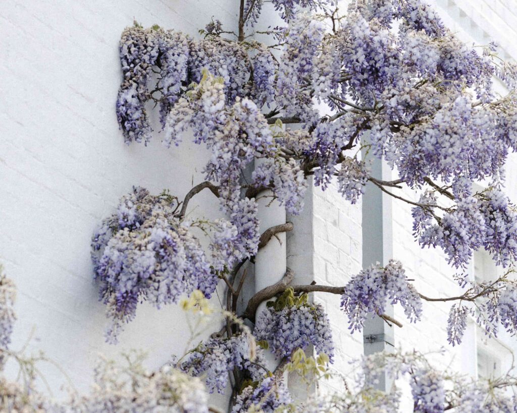 Wisteria growing on white wall