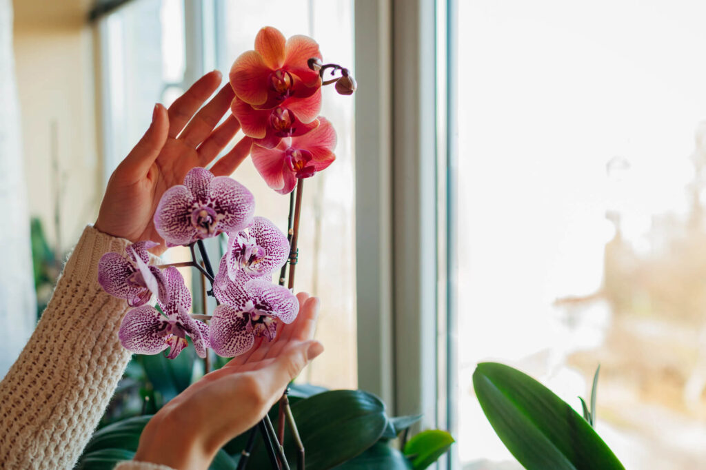 Hands placing orchid pn windowsill