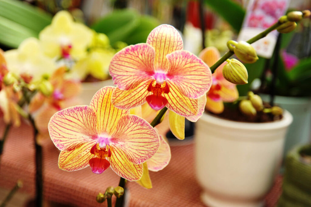 Orchid flower