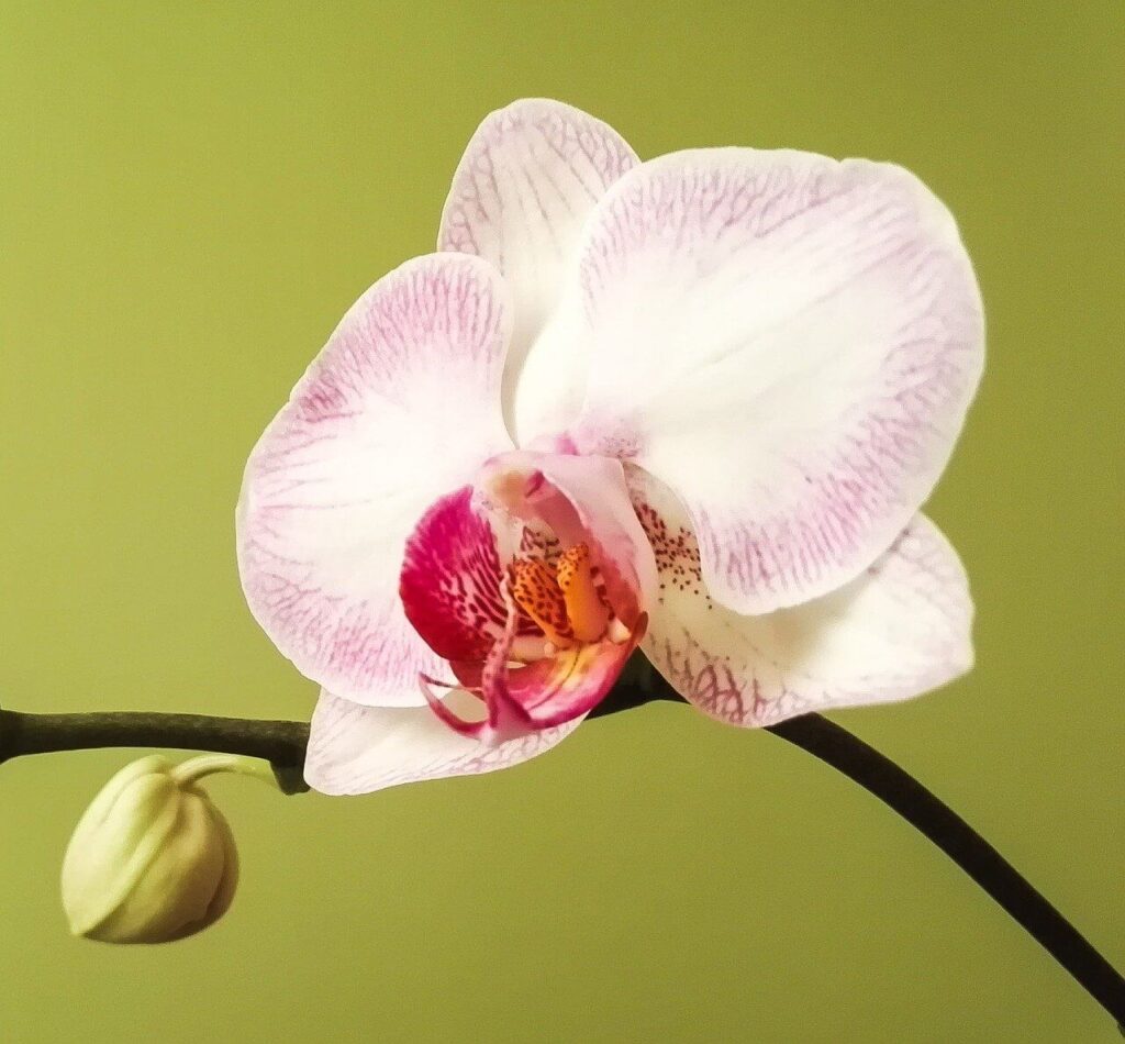 Close up of orchid 