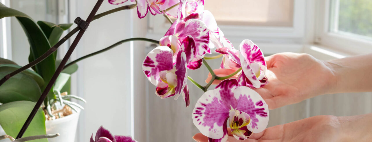 Hands setting orchid flowers