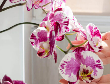 Hands setting orchid flowers