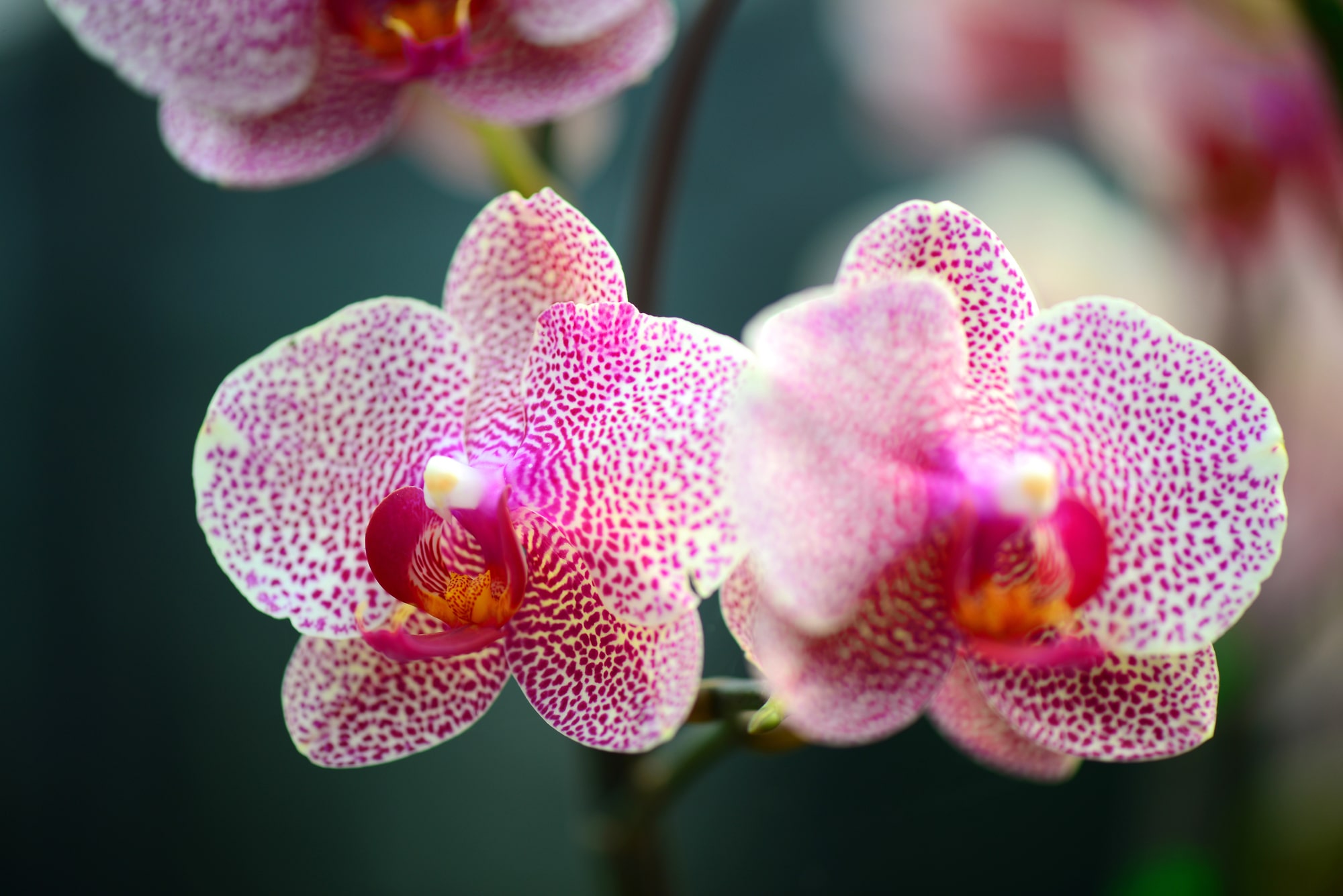Orchid flowers with pattern