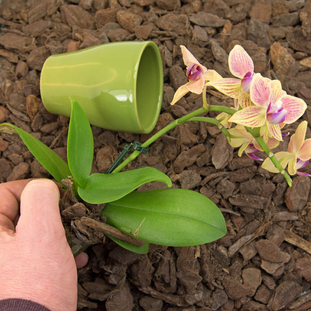 Repotting orchids